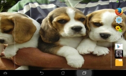 Ultimate Puppies Live Wallpaper screenshot 5/6