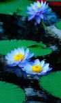 Blue Lotus Live Wallpaper screenshot 1/3