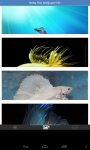 Betta Fish Wallpaper HD screenshot 2/3