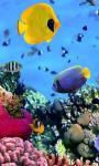 Amazing Fish in the sea images HD wallpaper screenshot 2/6