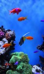 Amazing Fish in the sea images HD wallpaper screenshot 3/6