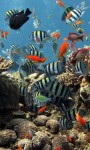 Amazing Fish in the sea images HD wallpaper screenshot 4/6