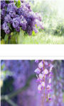 Lilac flower Wallpaper HD screenshot 2/3