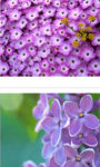 Lilac flower Wallpaper HD screenshot 3/3