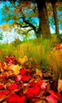 Amazing Fall season views HD Wallpaper screenshot 1/6