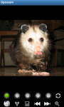 Funny Opossum : Loving Animals screenshot 1/6
