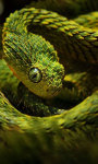 Viper Snakes HD Wallpaper screenshot 1/6
