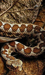 Viper Snakes HD Wallpaper screenshot 3/6