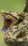 Viper Snakes HD Wallpaper screenshot 5/6