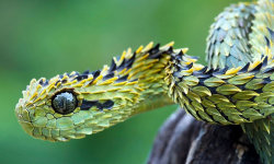 Viper Snakes HD Wallpaper screenshot 6/6