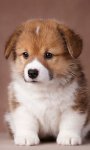 Cute Puppies Images Live Wallpaper screenshot 1/6