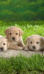 Cute Puppies Images Live Wallpaper screenshot 3/6