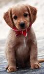 Cute Puppies Images Live Wallpaper screenshot 4/6