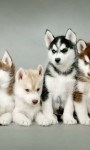 Cute Puppies Images Live Wallpaper screenshot 5/6