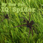 IQ Spider German screenshot 1/1