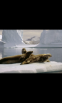 AMAZING PINGUIN IN ANTARCTICA HD WALLPAPER screenshot 3/6