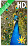 Birds Peacock Live Wallpaper screenshot 1/2