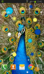 Birds Peacock Live Wallpaper screenshot 2/2