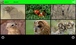 Beautiful Animal Wallpapers Free screenshot 3/6