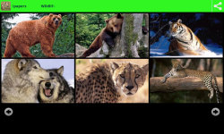 Wildlife Animal Wallpapers screenshot 1/6