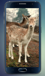 Herd of Deer Live Wallpaper screenshot 3/3