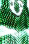 Green Snake Skin Live Wallpaper screenshot 1/2