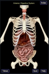 The Digestive System screenshot 1/1