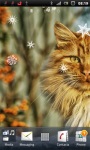Beautiful Cat Live Wallpaper screenshot 2/3