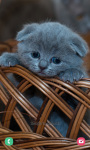 Kitten Wallpaper 4K Background screenshot 4/6