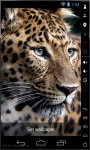 Leopard HD Live Wallpaper screenshot 2/2