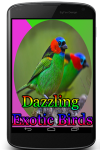 Dazzling Exotic Birds screenshot 1/3