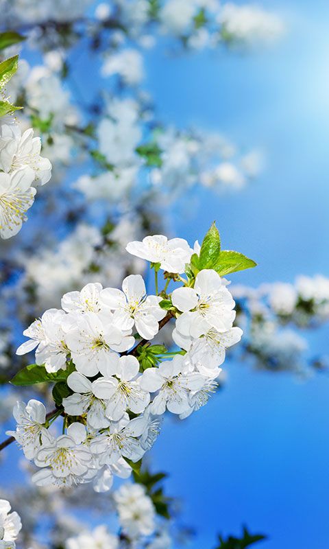 Free Flower Wallpaper For Android Phone : 49+ Flowers Phone Wallpapers on WallpaperSafari