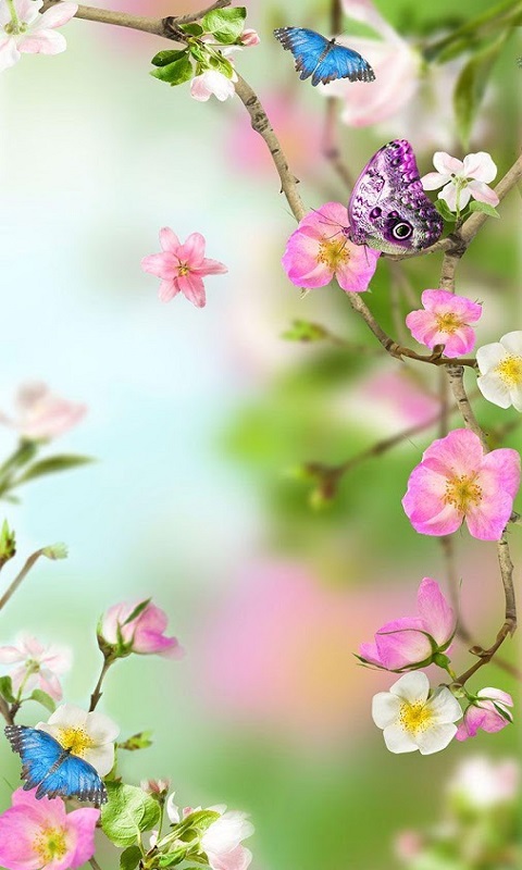 Free Flowers Wallpaper HD APK Download For Android | GetJar