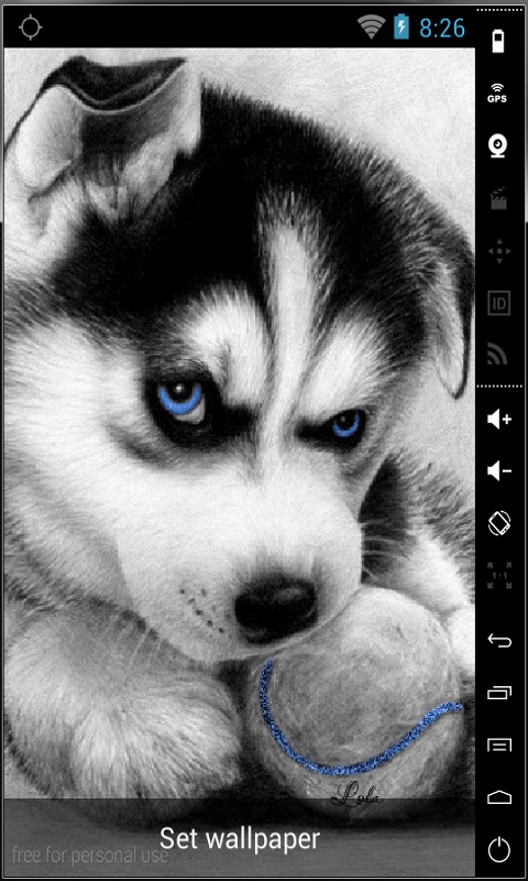 Free Cute Husky Puppy Live Wallpaper APK Download For Android | GetJar